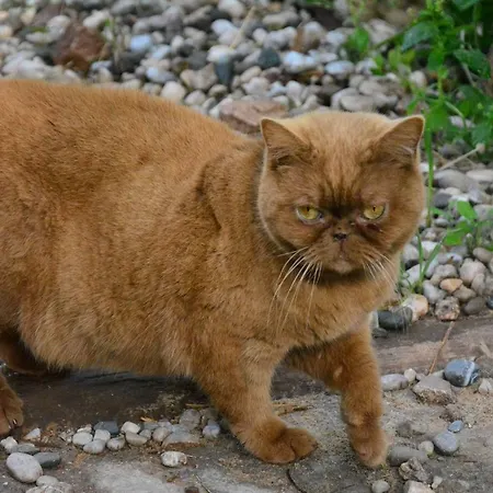 The Fabric Lounge 2* פאראליה